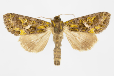 Trachea atriplicis