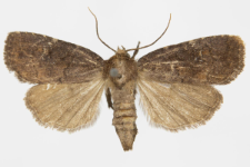 Rusina ferruginea