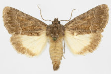 Thalpophila matura