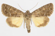 Thalpophila matura