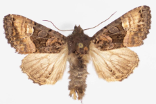 Euplexia luciparia