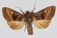 Euplexia luciparia