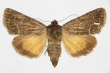 Thalpophila matura