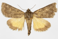 Thalpophila matura