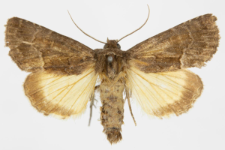 Thalpophila matura