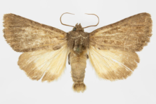 Thalpophila matura