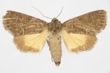 Thalpophila matura