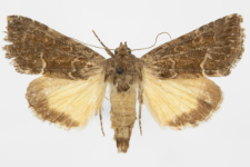 Thalpophila matura