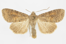 Parastichtis suspecta