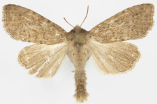 Parastichtis suspecta