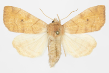 Enargia plaeacea