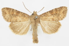 Parastichtis suspecta