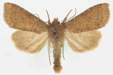 Parastichtis suspecta