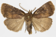 Rusina ferruginea