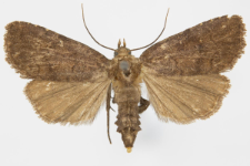 Rusina ferruginea
