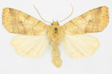 Enargia plaeacea