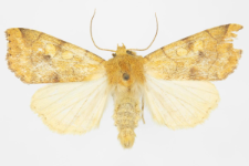 Enargia plaeacea