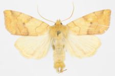 Enargia plaeacea