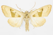 Phlogophora scita