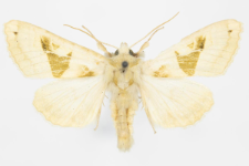 Phlogophora scita