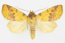 Xanthia inceritia