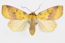 Xanthia inceritia