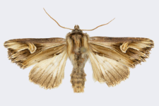 Actinotia polyodon