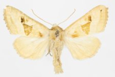 Phlogophora scita