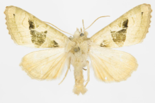 Phlogophora scita