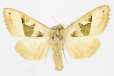 Phlogophora scita