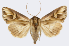 Actinotia polyodon