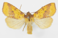 Xanthia inceritia