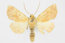 Tiliacea aurago