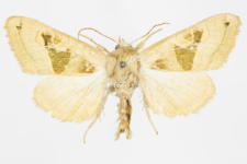 Phlogophora scita