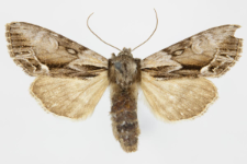 Hyppa rectilinea