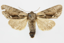Hyppa rectilinea