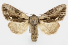 Hyppa rectilinea