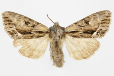 Hyppa rectilinea