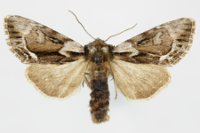 Hyppa rectilinea