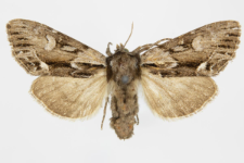Hyppa rectilinea
