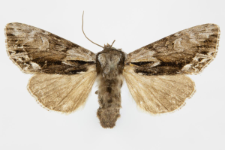 Hyppa rectilinea