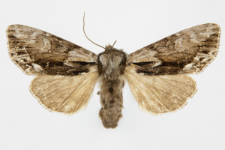 Hyppa rectilinea