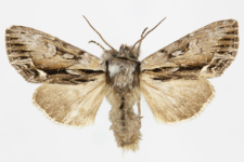 Hyppa rectilinea