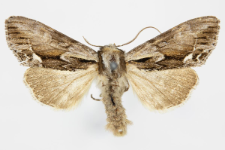 Hyppa rectilinea