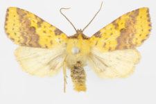 Xanthia inceritia