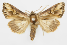 Actinotia polyodon