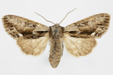 Hyppa rectilinea