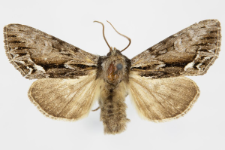 Hyppa rectilinea