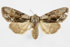 Hyppa rectilinea