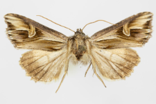 Actinotia polyodon